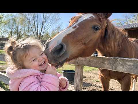 Horses Are Funnier Than Anyone Gives Them Credit For Hilarious Horses Video #Video
