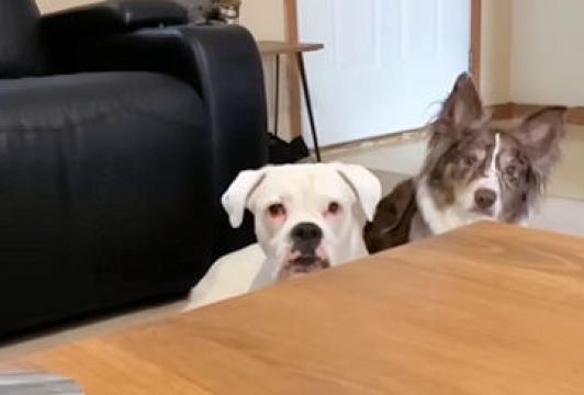 Sorry, Mom's Busy | Layla The Boxer #Video