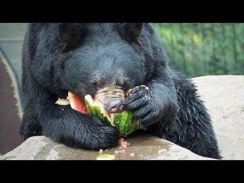 Animals Chomping Watermelons
