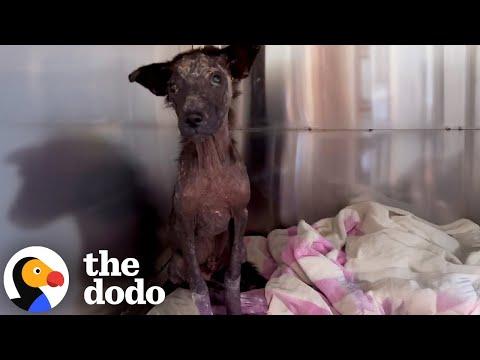 Puppy Who Thought Everyone Gave Up On Him Gets Second Chance #Video