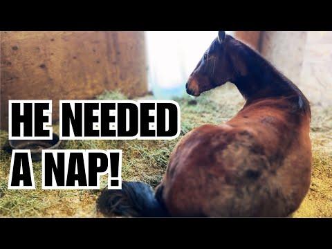 This horse is EXHAUSTED! ~ Pasture prep begins ~ Today was GORGEOUS! - The Clever Cowgirl #Video