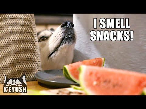 Husky demands he Tries My Watermelon! #Video