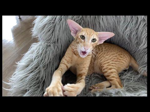 Oriental Cat Roy, Sound on #Video