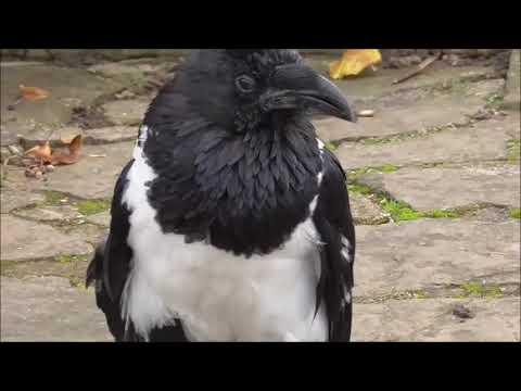 Talking Raven #Video