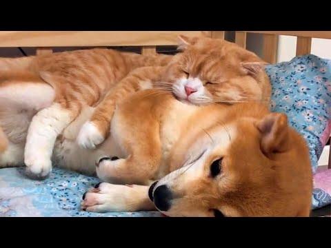 Ginger Kitty And Shiba Inu Love To Cuddle Each Other #Video