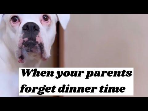 When dog parents forget dinner time - Layla The Boxer #Video
