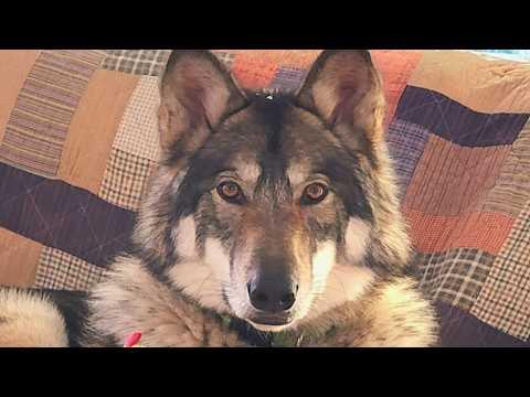 Dog is 58% wolf, he rarely barks and doesn't wag his tail #Video