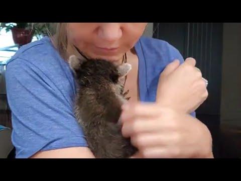 I raised a blind raccoon because her mother wouldn't #Video