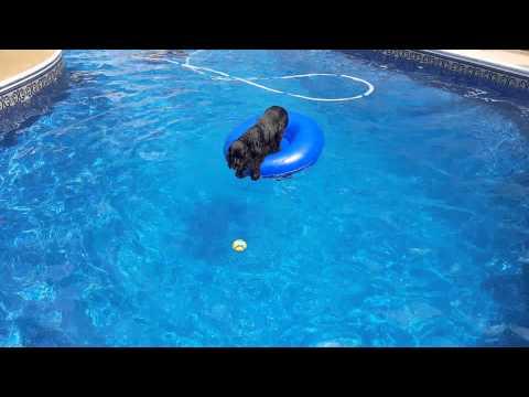 Smarty Pants English Cocker Retrieves Ball From Our Pool