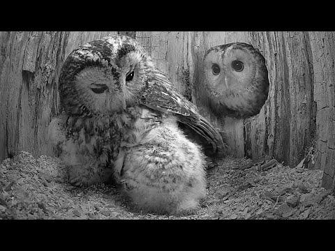 Tawny Owl Dad Meets his Foster Chicks for the First Time | Luna & Bomber | Robert E Fuller #Video