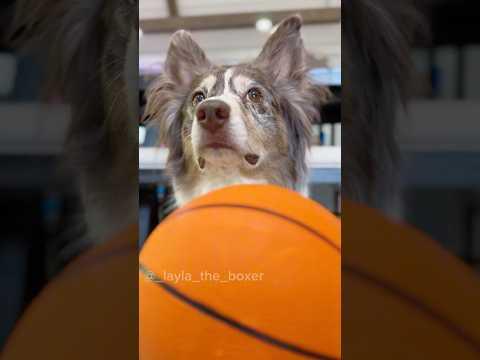 Air Bud Audition #Video