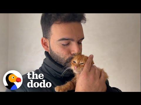 Guy Rescues A Stray Cat Every Time He Leaves The House #Video