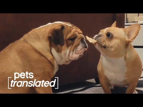 Cute Talking Animals Give Thanks | Pets Translated Video