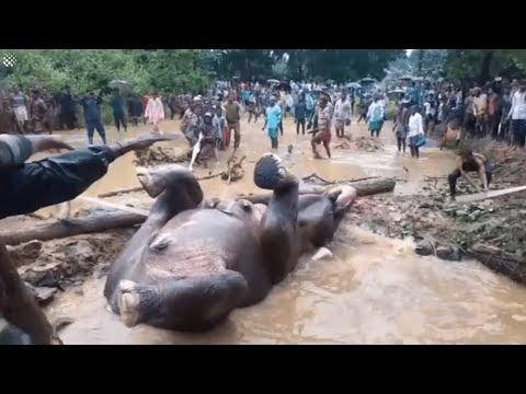 Rescuers Save Elephant Stuck In Flooded Pit.