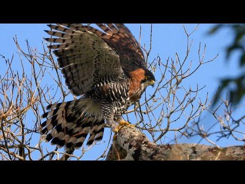 Ornate Hawk-Eagle in Mexico #Video