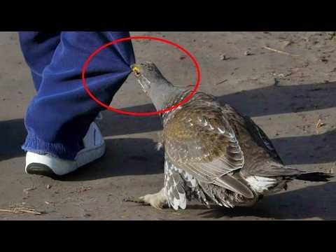 Overdramatic Animals That Will Make You Cry Laughing #Video