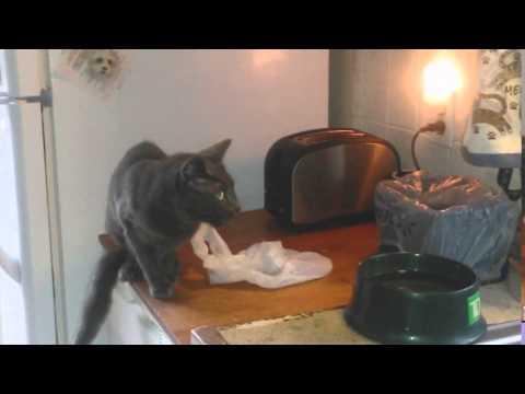Toaster Scares Cat