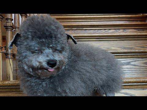Unusual dog looks like no other #Video