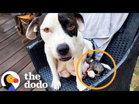 Foster Pittie Sat In A Chair And Had A Baby #Video