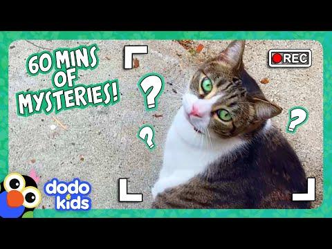 60 Minutes Of Unbelievable Animal Mysteries! | Dodo Kids | 1 Hour Of Animal Videos #Video