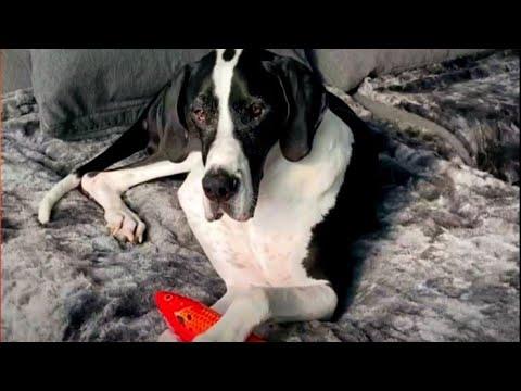 Great Dane Watches Over His Koi Fish All Day Long #Video