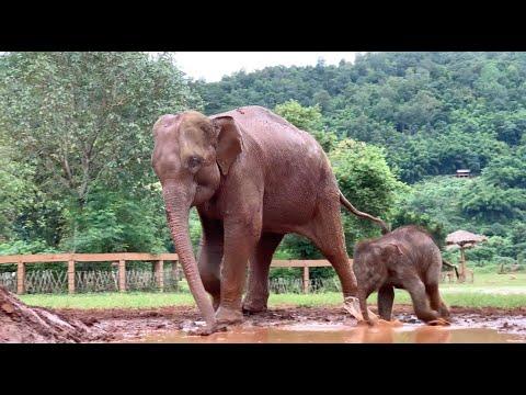 Mother Shows To Her Baby Elephant 'Chaba' Learn How To Get Into The Mud Pitch - ElephantNews #Video