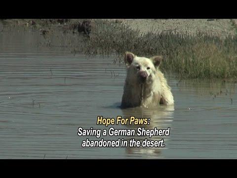 Saving A German Shepherd Abandoned In The Desert