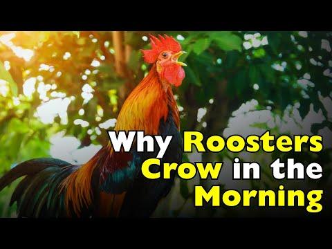 Why Do Roosters Crow in the Morning?