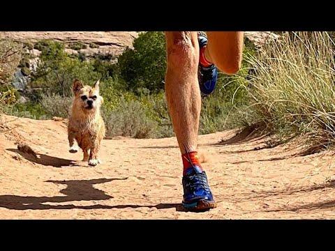 Gobi’s Journey: From Stray Dog to Race Companion #Video