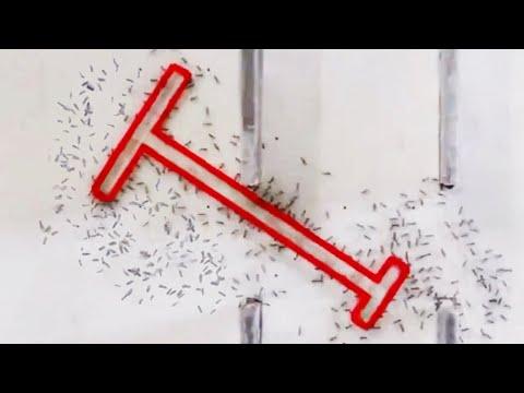 Ants are Getting Smarter | Your Daily Dose Of Internet #Video