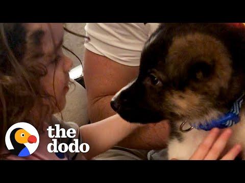 Puppy Grows Up With Little Girl During Quarantine #Video