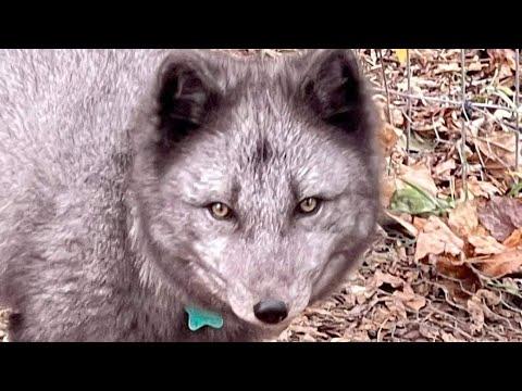 What does the Arctic Fox say? #Video