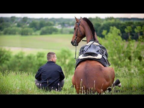 The Funniest Moments With Horses #Video