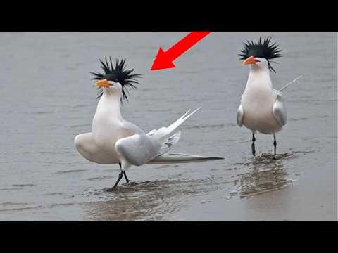 Animals Are The FUNNIEST Creatures On The Planet! #Video