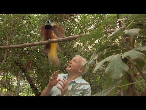 Bird Interrupts David Attenborough - Attenborough's Paradise Birds