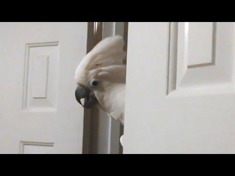 White is always elegant! - Funniest and weird moments with albino pets and animals