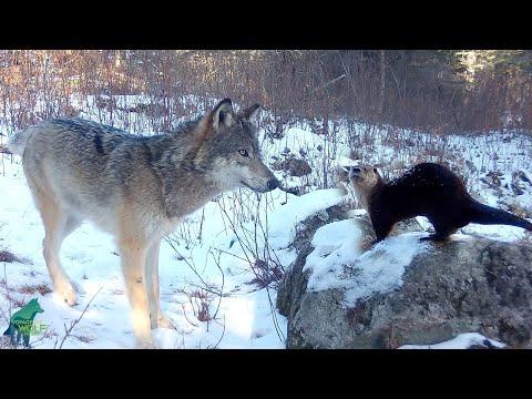 A magical rock in northern Minnesota #Video