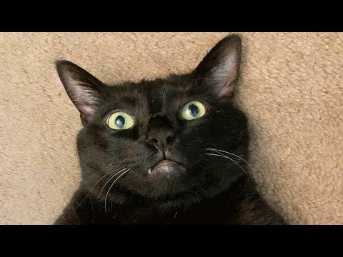 No one would adopt this black shelter cat. Then someone took a chance on him. #Video