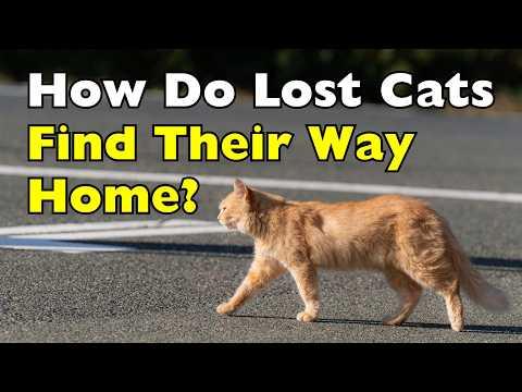 Why Your Cat Knows the Way Home Better Than You #Video
