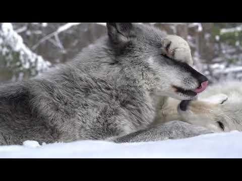 Wolves Say I Love You with Face Bites and Nibbles #Video
