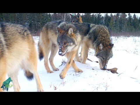 Large wolf pack in remote forest of northern Minnesota #Video