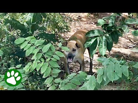 Dog Rescued With Arrow In Chest #Video