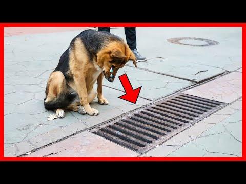This Dog Looked into a Storm Drain Every Day, and When it was Opened, People Were Shocked! #Video