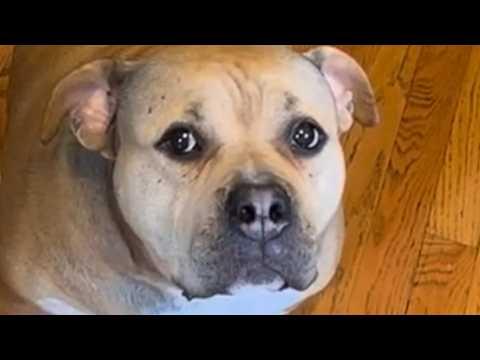 Shy rescue dog sneaks in smiles when she feels safe #Video