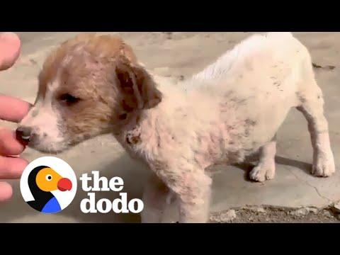 Tiny Stray Dog Wanders Up To Couple On Vacation #Video