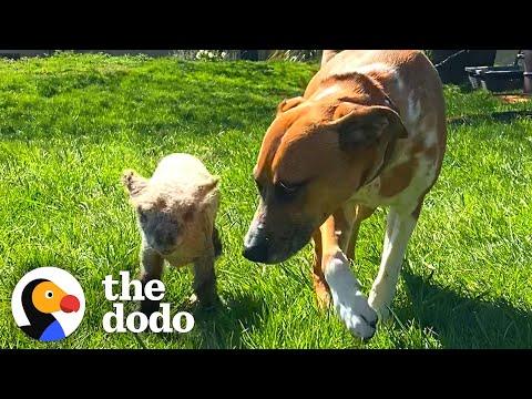 Dog Sees Tiny Lamb Crying And Decides To Adopt Her #Video