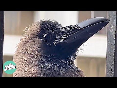 Woman Found Crow Annoying, Now They’re Besties #Video