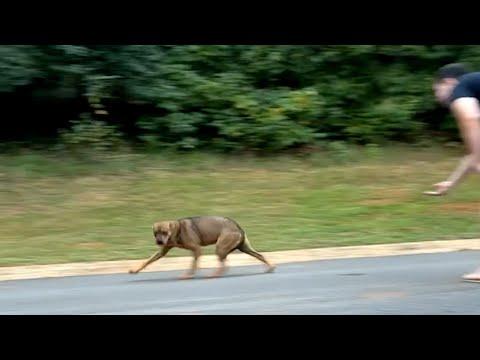 Man does the sweetest thing for street dog #Video