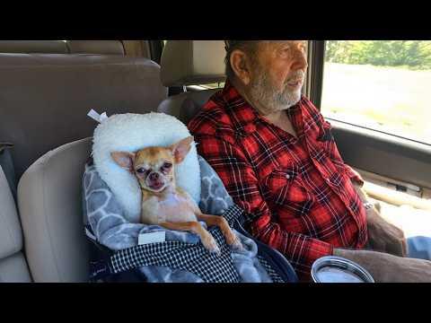 When Your Dog Decides They’re Part Of The Family! #Video