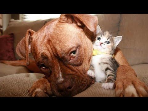 Dogs Who Love Their Kitten Since The Moment They Met #Video